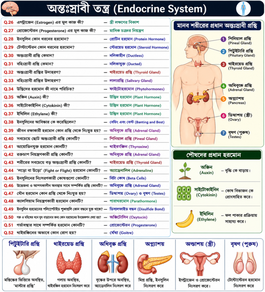 Endocrine system, by Siksakul