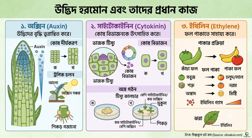 সাইটোকাইনিন (Cytokinin): কোষ বিভাজনকে উৎসাহিত করে। Siksakul